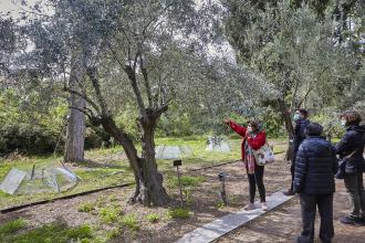 Experiencias sensoriales. El olivo. Variedades y curiosidades. La colección del Olivos del RJB
